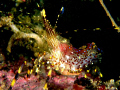 neon shrimp/ common shrimp that was found at lovers point in monterey, ca. vis that day was only around 10 ft so the entire time i decided to shoot macro. shot with a canon a570is and inon close up lens, and a single inon d-2000 strobe