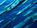 Diving at the Islands in Dahab, i managed to hover in the middle of a big school of Bara's. Canon G7 in Canon housing.