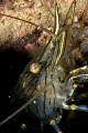 Common Shrimp, Trefor Pier, N.Wales, UK.