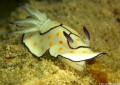 Taken on artificial reef off of Ras Tanura, Saudi Arabia