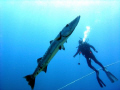 Great Barracuda and my friend Albert.  Desecheo Island, P.R. Dive Site, 