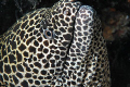 How many? Win a trip to Maldives if you guess how many dots  this Giraffe Eel (Gymnothorax favagineus) has on it...