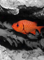 Big-Scale Soldierfish at Molokini Crator, Maui. Shot with a Canon 30D (Ikelite housing), 17-40/4 (at 34mm) and an Ikelite DS-160 in about 70' of water. Desaturated in PS Elements 6.