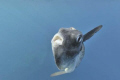 Mola Mola coming from the bottom, it seems to be ill