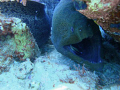 Car Wash Cleaner Wrase helping out his larger friend.

Moray at Islands Dive Site in Dahab. No wide angle lense was used!