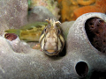 Tasmanien Blenny. This little fellow was quite happy to pose for the camera :D
Shot was taken with Canon A85 in Canon Housing, internal flash under Blairgowrie Pier, Port Phillip Bay, Melbourne, Australia in about 4m depth.
