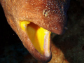 Yellow mouthed Moray. Olympus Mju600. Night dive at nuweiba with Emperor Divers on House Reef