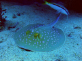 Blue Spotted Ray....