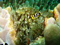 On Sodwana Bay, 2 Mile reef at Caves and Overhangs. Taken in heavy surge, this is a baby clown fish.