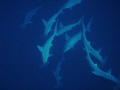 Plenty of Hammerheads at Jackson Reef, Tiran Island, Egypt