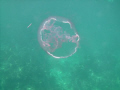 Moon Jelly off of the Key Largo Dry Rocks.