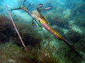 Weedy Seadragon with eggs.
Taken under Flinders Pier, Melbourne in about 3m depth.
Canon A85, Canon Housing, internal flash.