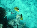 Two striped butterfly fishes in close to a branch of fire coral go red sea