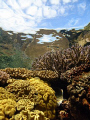 Coral Reflections on a calm morning