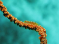 Wire coral goby near Pu'u Alai, Maui