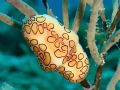 flamingo tonge conch sell in a sea fan at san toribio reef cancun q roo mx