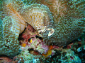 porcelian crab in anenome shot with canon g9 standard casing and camera flash Banana Reef Maldive