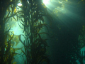 kelp beds of Monastery Beach at a time when there was finally almost no surge