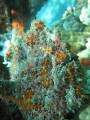 Commerson's Frogfish blending in with the reef ....as always