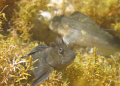 Check out his smile!!  Zebra Blenny in a tide pool near Nakalele, Maui HI