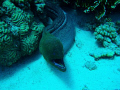 first of all, i`m a complete novice when it comes to underwater photography, i took this photo while diving on Jackson Reef at Tiran island.
this is in Sharm el Sheikh  Egypt on 01/10/08
notice the little cleaner wrasse in the Morays mouth