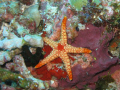 Red Starfish Shot with conan g9 using standard casing and flash.
Bandos  island house reef Maldives