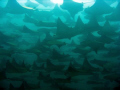 Mantas at Cabo Pulmo, a protected area, full of see life.