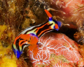 Purple Lined Nembrotha tucking into a hearty sponge meal!