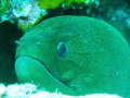 Big Brother- Giant Moray banana reef maldies. Shot using Canon g9 with standard flash