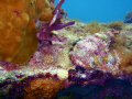 Can you see me?
A Scorpionfish resting in mid day... and if you look closely a Flamingo Tongue nearby on the Sea Fan. 
Taken in 5 feet of water with my pocket underwater camera about 20 yrds from the beach.