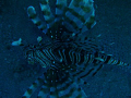 i took this photo of a Lion fish on Ras Bob Reef,