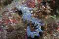 Blue Dragon Sea Slug - Northern coast of Nihau island (next to Kaui)