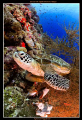 Green Sea Turtle off Sipadan island, Malaysia

Nikon D300, Tokina 10-17mm Fisheye
Sea & Sea MDX-D300, 2x YS-110 strobes