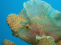 Leaf Scorpionfish blending perfectly with coral.  Near Ulua Beach  Maui, HI