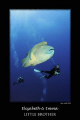 large napoleon wrasse and two divers
10mm tokina