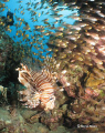 Lionfish Cave, there were no less than 250 lionfish on this house reef which was swarming with glassfish as well