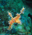 Ornate Ghost Pipefish - Black Rock, Manado, Sea and Sea 1G Macro, ys 110 strobe