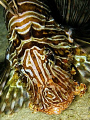 Lion fish portrait using internal strobe. Night dive. 1/125s, f/4, ISO100