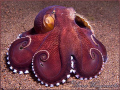 Coconut or Veined Octopus (Amphioctopus marginatus) with it's shell - Puri Jati, Bali (Canon G9, Inon D2000w)