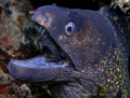 this poor morey eel is being picked at from the back from another diver...  so my camera was at risk... (!)
Sea and Sea DX1G with YS27