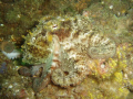 Octopus found in the rocks under Swansea bridge, NSW, Australia.
A good example of the great shots you can get on compact digital cameras.