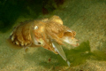 Cuttlefish eating a sand eel, Hope Cove, Devon.  Taken using Nikon D100 & 60mm lens