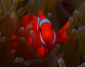 Spinecheek anemonefish,Wakatobi-Teluk Waitii
