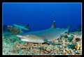 White tip reef shark. Took me a good 5 minutes to stalk this fella and get within a foot to take this photo.

Nikon D300, Tokina 10-17 Fisheye
MdX-D300, 2x YS-110 strobes