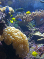 Reef Life: Baltimore Aquarium