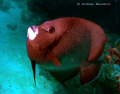 An upbeat Gray Angel Fish driving me mad as it just kept swimming like mad!
Recorded on a SEA&SEA DX1G and 19mm wide and YS17 strobe