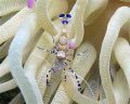 Spotted Cleaner Shrimp in Giant Anemone at Playa Kalki, Curacao. Size is about 1 inch. Camera Sea&Sea DX-1G and Sea&Sea Y110 strobe on digital TTL; settings Macro, Manual with shutter at 1/125 sec, F-stop f/11, ISO 80, focal length 15.3mm; cropped.