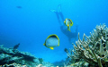 This photo taken with a Sony W30 in a sport case at a depth of 3m, shows my son Malcolm in the background. The shot was taken in the marine reserve called Blue Bay on the South East coast of Mauritius. Taken in December 2007, without a strobe.