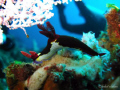 Nudibranch with with Diver