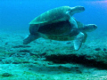 Turtle Love....Going against a strong current at Punta Sur off Isla Mujeres...great dive lots of mating turtles